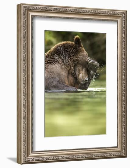 Brown Bear, Katmai National Park, Alaska-null-Framed Photographic Print