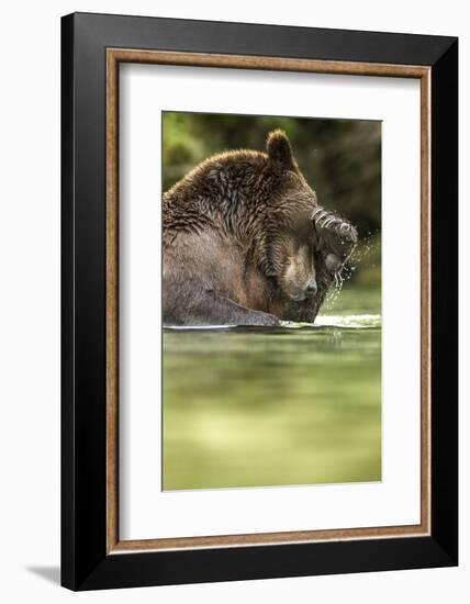 Brown Bear, Katmai National Park, Alaska-null-Framed Photographic Print