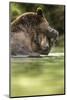 Brown Bear, Katmai National Park, Alaska-null-Mounted Photographic Print