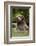 Brown Bear, Katmai National Park, Alaska-null-Framed Photographic Print