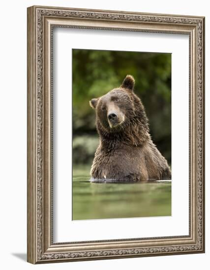 Brown Bear, Katmai National Park, Alaska-null-Framed Photographic Print