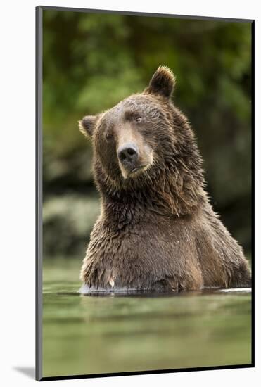 Brown Bear, Katmai National Park, Alaska-null-Mounted Photographic Print