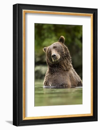 Brown Bear, Katmai National Park, Alaska-null-Framed Photographic Print