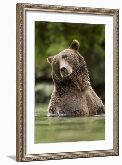 Brown Bear, Katmai National Park, Alaska-null-Framed Photographic Print