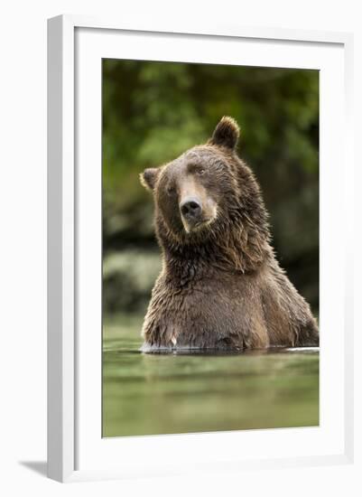 Brown Bear, Katmai National Park, Alaska--Framed Photographic Print
