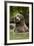 Brown Bear, Katmai National Park, Alaska-null-Framed Photographic Print