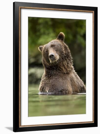 Brown Bear, Katmai National Park, Alaska-null-Framed Photographic Print