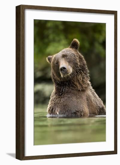 Brown Bear, Katmai National Park, Alaska-null-Framed Photographic Print