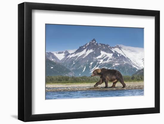 Brown Bear, Katmai National Park, Alaska-null-Framed Photographic Print