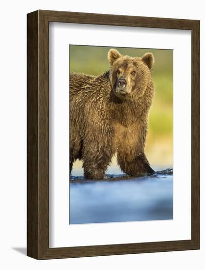 Brown Bear, Katmai National Park, Alaska-null-Framed Photographic Print