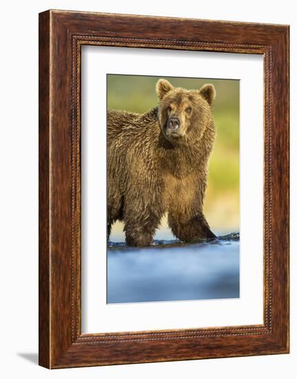 Brown Bear, Katmai National Park, Alaska-null-Framed Photographic Print