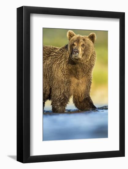 Brown Bear, Katmai National Park, Alaska-null-Framed Photographic Print