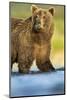 Brown Bear, Katmai National Park, Alaska-null-Mounted Photographic Print