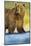 Brown Bear, Katmai National Park, Alaska-null-Mounted Photographic Print