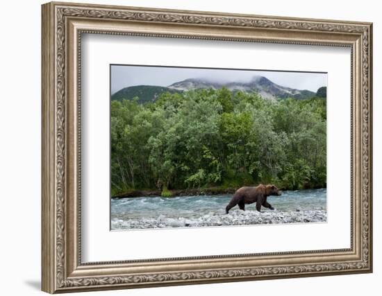 Brown Bear, Katmai National Park, Alaska-Paul Souders-Framed Photographic Print