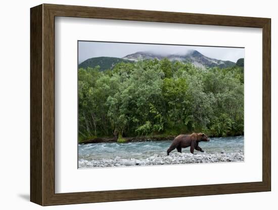 Brown Bear, Katmai National Park, Alaska-Paul Souders-Framed Photographic Print