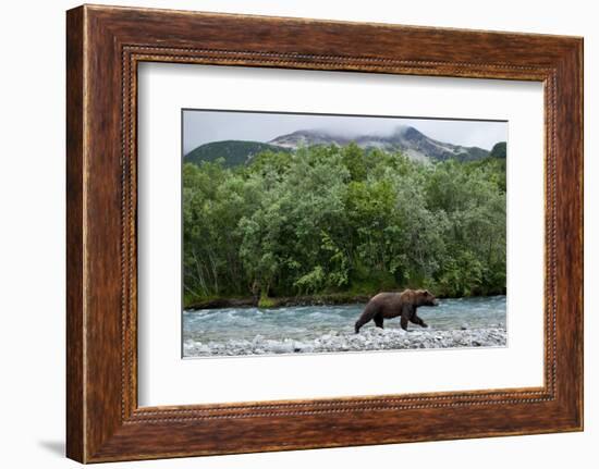 Brown Bear, Katmai National Park, Alaska-Paul Souders-Framed Photographic Print