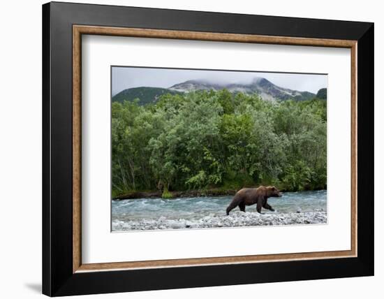 Brown Bear, Katmai National Park, Alaska-Paul Souders-Framed Photographic Print