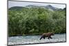 Brown Bear, Katmai National Park, Alaska-Paul Souders-Mounted Photographic Print