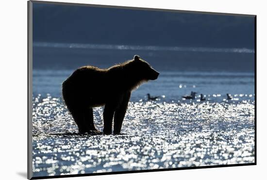 Brown Bear, Katmai National Park, Alaska-Paul Souders-Mounted Photographic Print