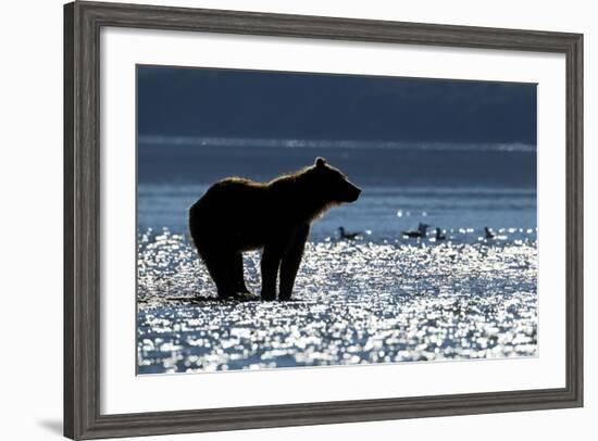 Brown Bear, Katmai National Park, Alaska-Paul Souders-Framed Photographic Print