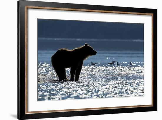 Brown Bear, Katmai National Park, Alaska-Paul Souders-Framed Photographic Print