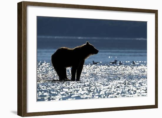 Brown Bear, Katmai National Park, Alaska-Paul Souders-Framed Photographic Print