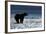 Brown Bear, Katmai National Park, Alaska-Paul Souders-Framed Photographic Print