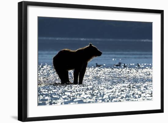 Brown Bear, Katmai National Park, Alaska-Paul Souders-Framed Photographic Print