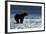 Brown Bear, Katmai National Park, Alaska-Paul Souders-Framed Photographic Print