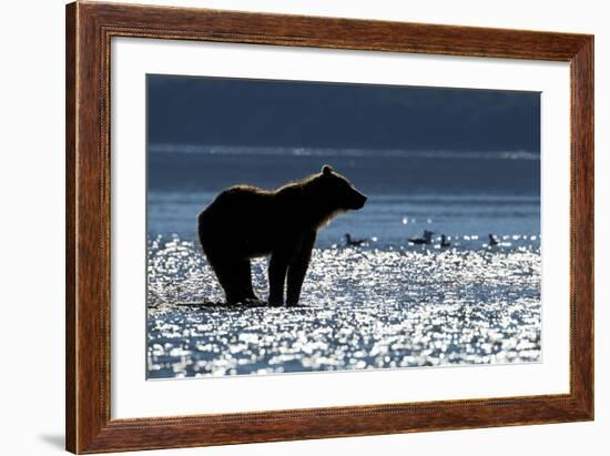 Brown Bear, Katmai National Park, Alaska-Paul Souders-Framed Photographic Print