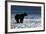 Brown Bear, Katmai National Park, Alaska-Paul Souders-Framed Photographic Print