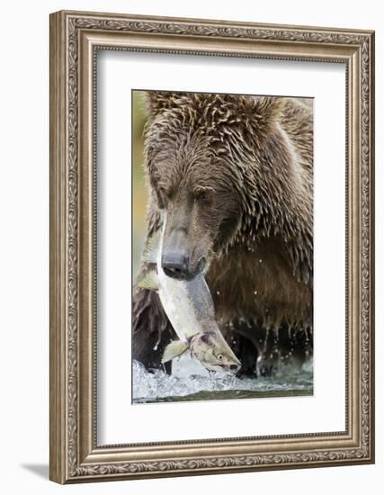 Brown Bear, Katmai National Park, Alaska-null-Framed Photographic Print