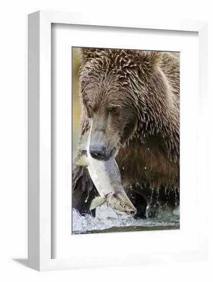 Brown Bear, Katmai National Park, Alaska-null-Framed Photographic Print