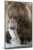 Brown Bear, Katmai National Park, Alaska-null-Mounted Photographic Print