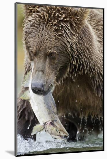 Brown Bear, Katmai National Park, Alaska-null-Mounted Photographic Print