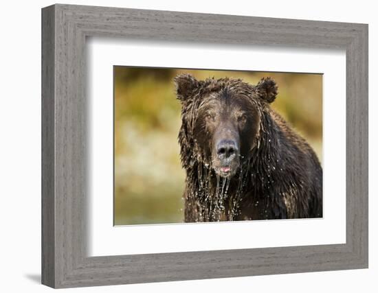 Brown Bear, Katmai National Park, Alaska-null-Framed Photographic Print