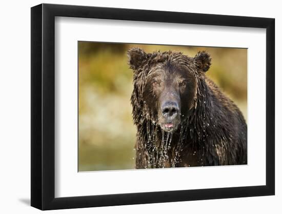 Brown Bear, Katmai National Park, Alaska-null-Framed Photographic Print