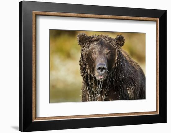 Brown Bear, Katmai National Park, Alaska-null-Framed Photographic Print