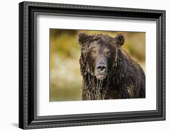 Brown Bear, Katmai National Park, Alaska-null-Framed Photographic Print