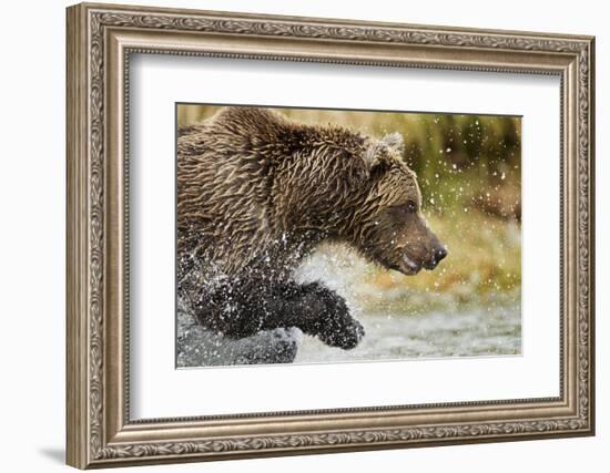 Brown Bear, Katmai National Park, Alaska-null-Framed Photographic Print