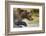 Brown Bear, Katmai National Park, Alaska-null-Framed Photographic Print