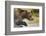 Brown Bear, Katmai National Park, Alaska-null-Framed Photographic Print