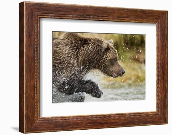 Brown Bear, Katmai National Park, Alaska-null-Framed Photographic Print