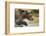 Brown Bear, Katmai National Park, Alaska-null-Framed Photographic Print