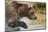 Brown Bear, Katmai National Park, Alaska-null-Mounted Photographic Print