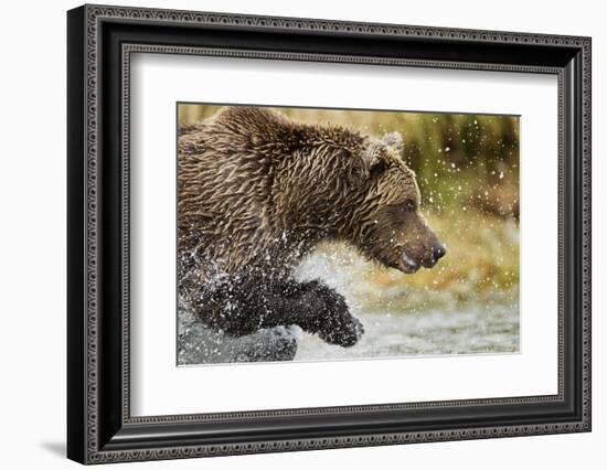 Brown Bear, Katmai National Park, Alaska-null-Framed Photographic Print