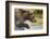 Brown Bear, Katmai National Park, Alaska-null-Framed Photographic Print