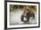 Brown Bear, Katmai National Park, Alaska-null-Framed Photographic Print