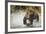 Brown Bear, Katmai National Park, Alaska-null-Framed Photographic Print